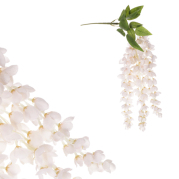 Jerlín japonský, převislý květ, barva bílá s nádechem do růžova, 14 x 65 cm