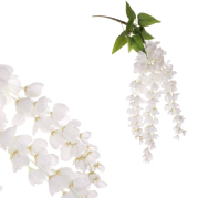Jerlín japonský, převislý květ, bílá barva, 14 x 65 cm